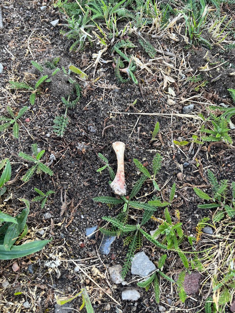 Giftköder-Geflügelknochen-Profilbild