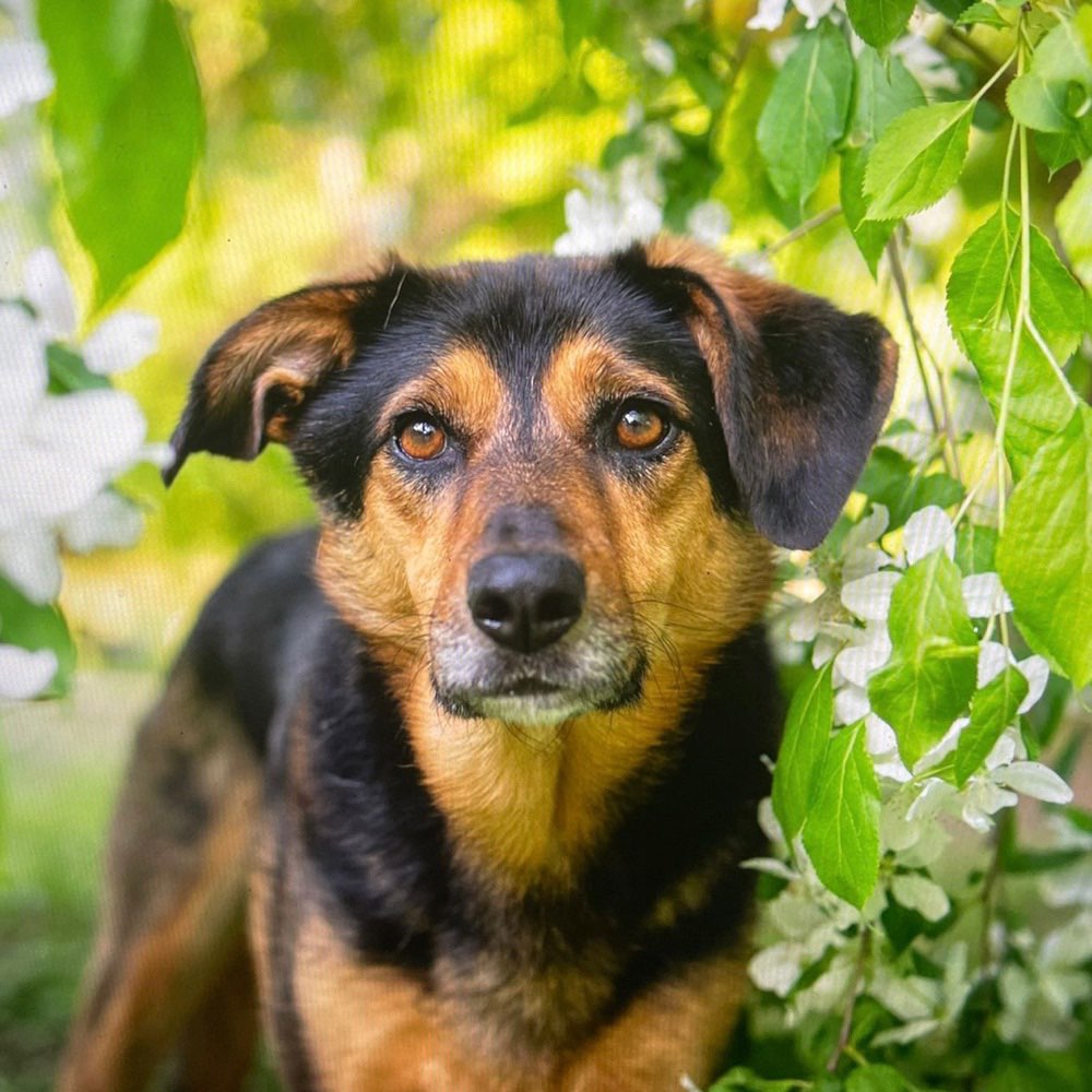 Hundetreffen-Hundetreffen/Gassi/Training-Profilbild