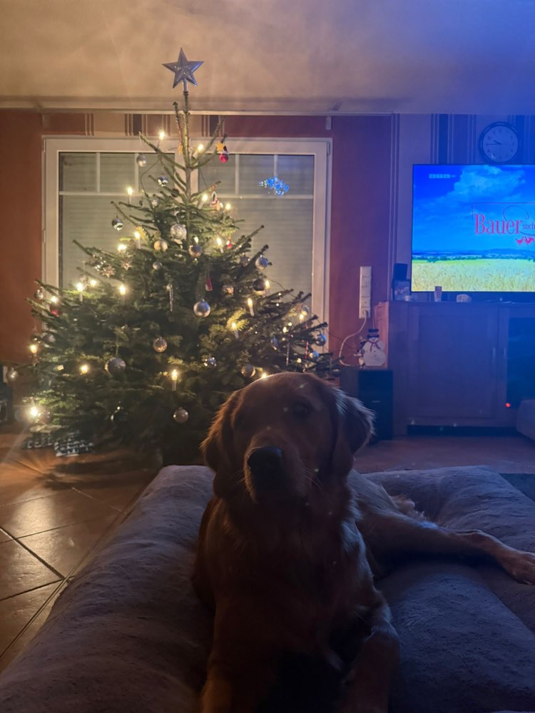 Hundetreffen-Hundetreffen-Profilbild