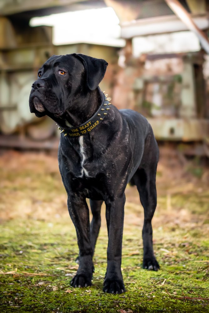 Hundetreffen-Spieletreffen / Gassirunden-Profilbild