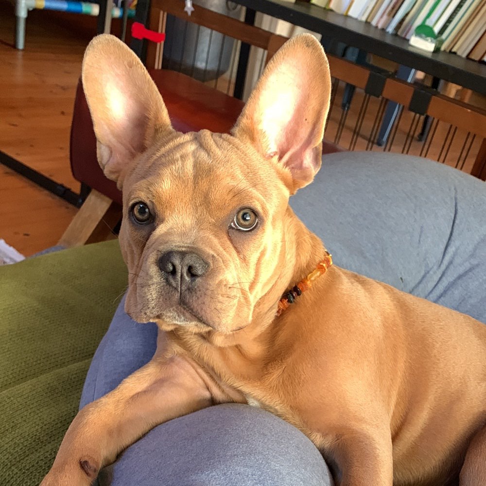 Hundetreffen-Spielen/Gassi-Profilbild