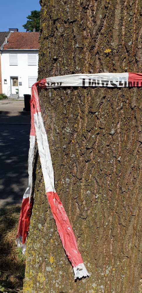 Giftköder-Raupen Prozessions spinner-Profilbild