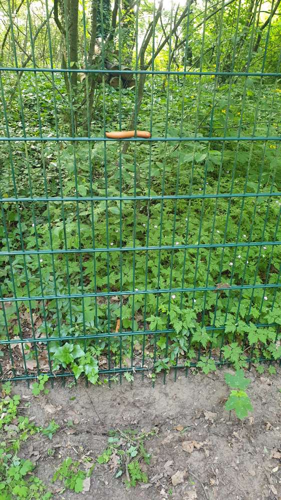 Giftköder-Würstchen mit Einstichen und Punkten-Profilbild