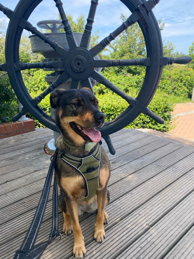 Hundetreffen-Gemeinsame Gassirunde-Profilbild