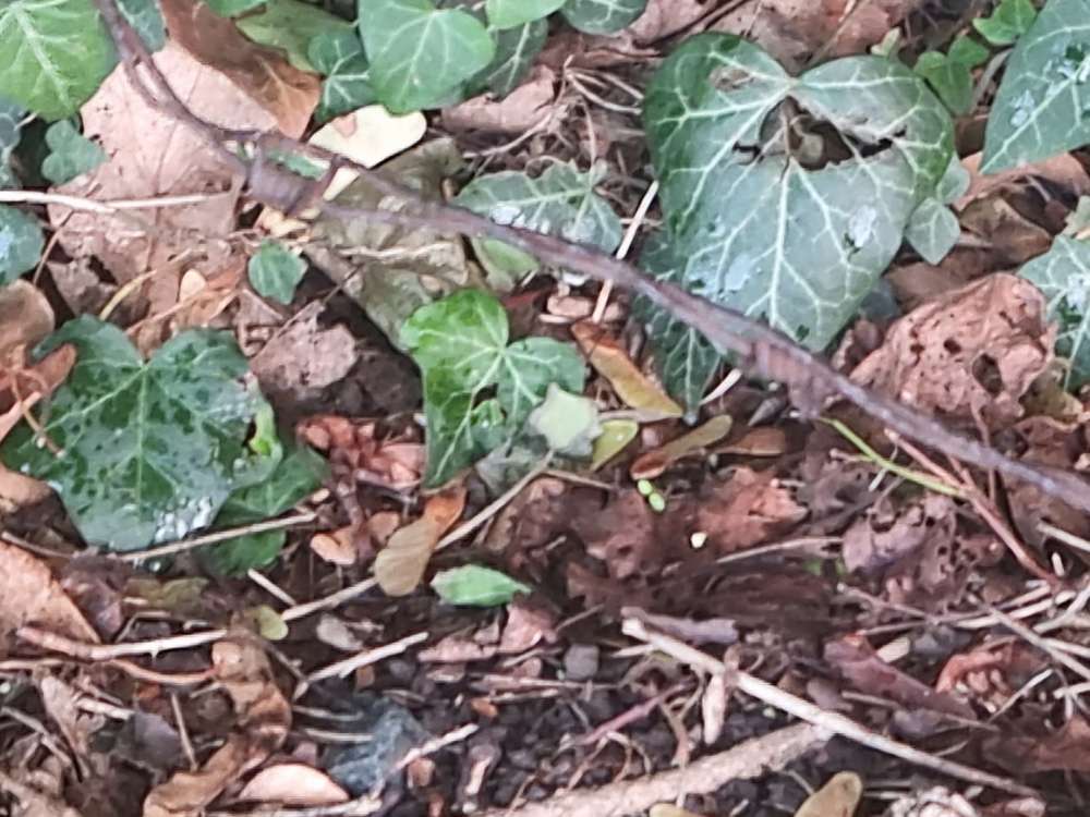 Giftköder-Natodraht ( verrosteter Stacheldraht)-Profilbild