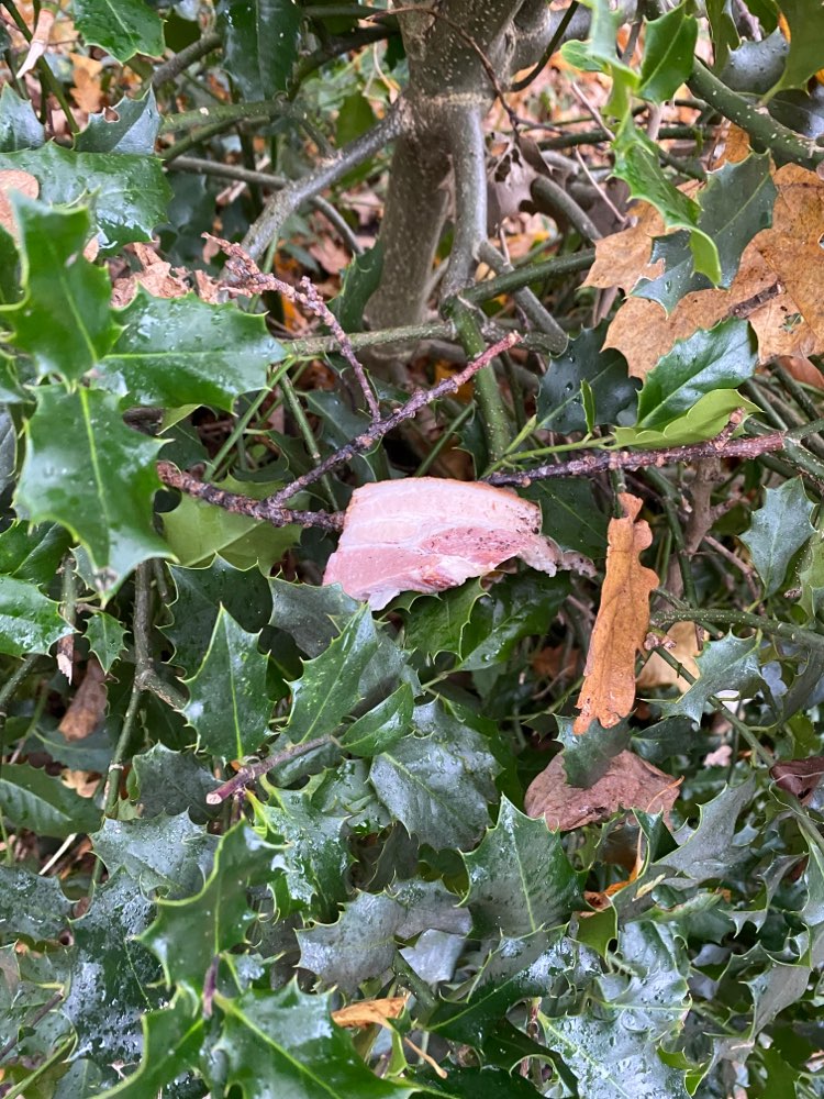 Giftköder-Fleischstück, Speckschwarte-Profilbild