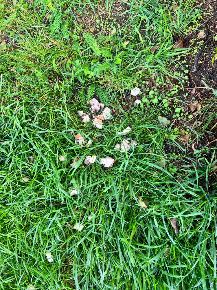 Giftköder-Essensreste in der Wiese-Profilbild