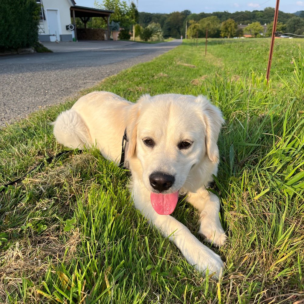 Hundetreffen-Spaziergänge, Training und Spielen mit Golden Retriever Luna-Profilbild