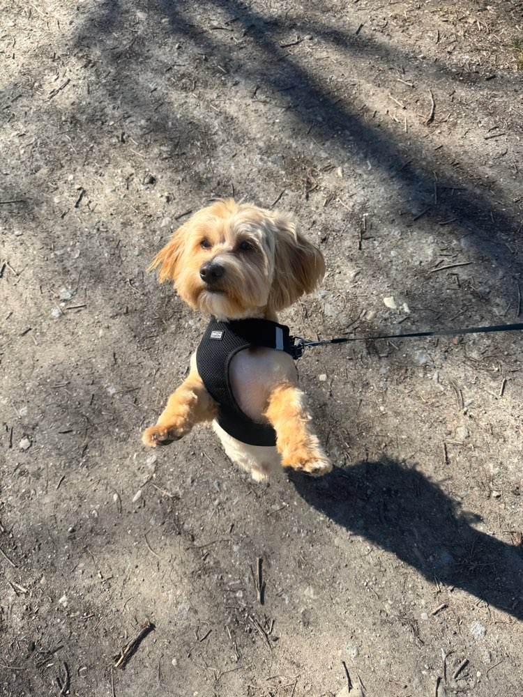 Hundetreffen-Gassi Runde & Toben-Profilbild