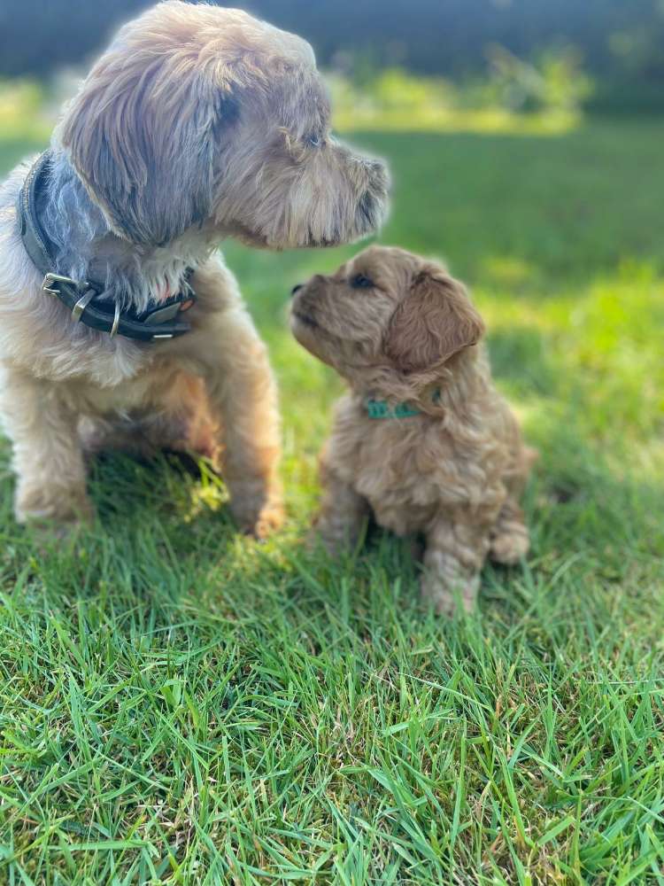 Hundetreffen-Welpentreffen Umgebung Rutesheim-Profilbild