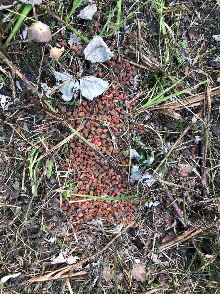 Giftköder-Ausgelegtes Trockenfutter-Profilbild