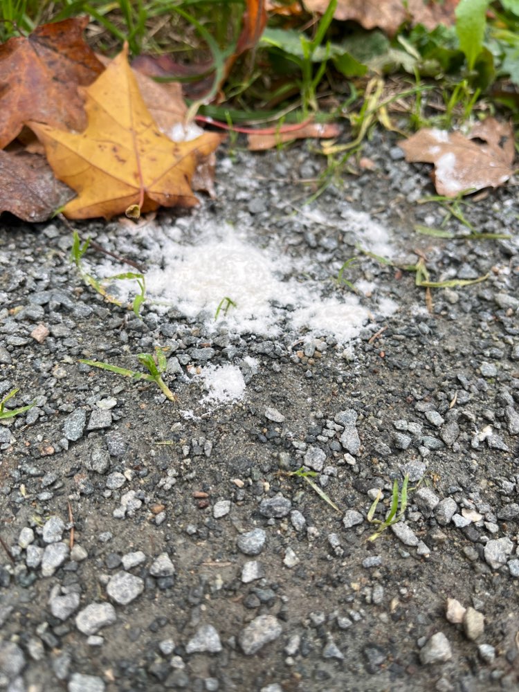 Giftköder-Weisses Pulver-Profilbild