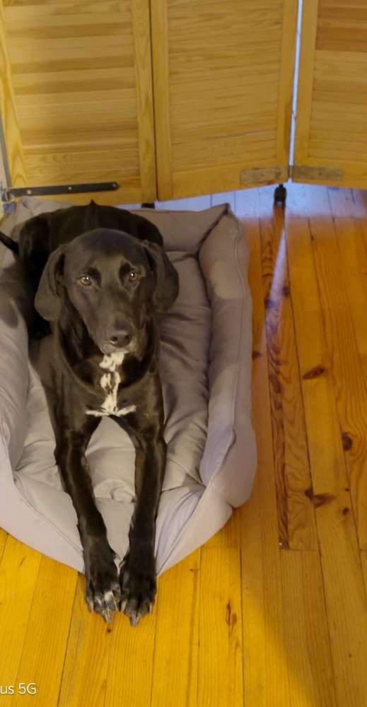 Hundetreffen-Suche Spiel- und Gassigeh-Partner-Profilbild