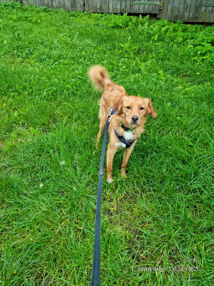 Hundetreffen-Spiel und Gassirunde-Profilbild