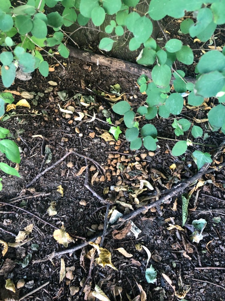 Giftköder-Trockenfutter im Gebüsch-Profilbild