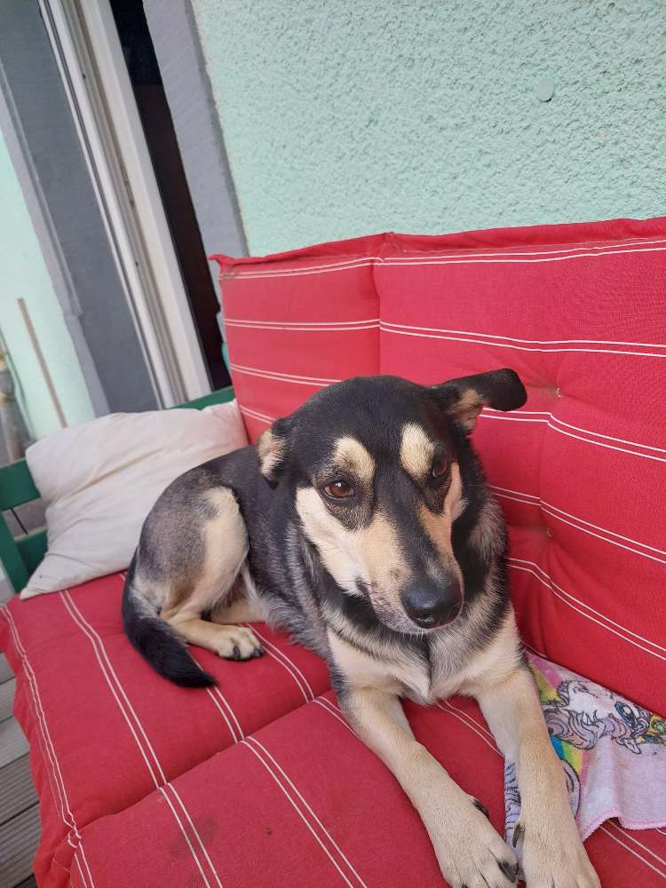 Hundetreffen-Spazieren, Freilauf-Profilbild