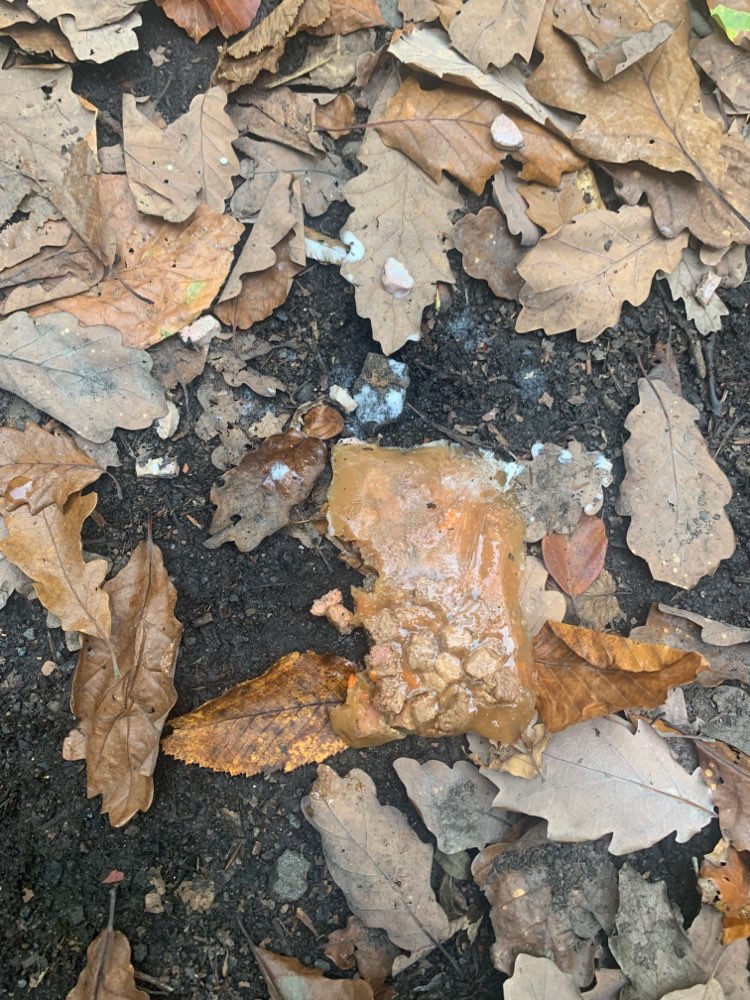 Giftköder-Gift im Wald Karcherhof (Nähe Fechingen)-Profilbild