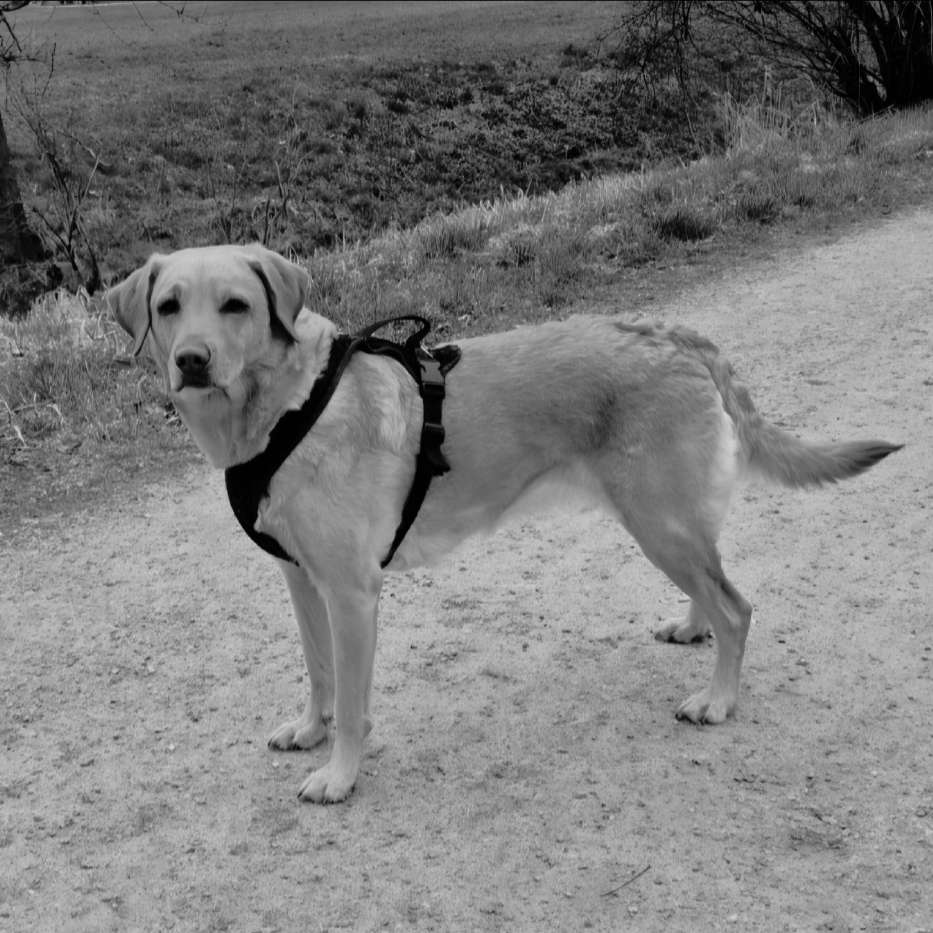 Hundetreffen-Treffen zum Gassigehen-Profilbild