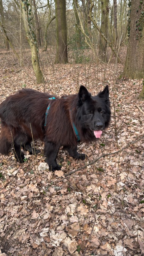 Hundetreffen-Senioren Kumpeline gesucht-Profilbild
