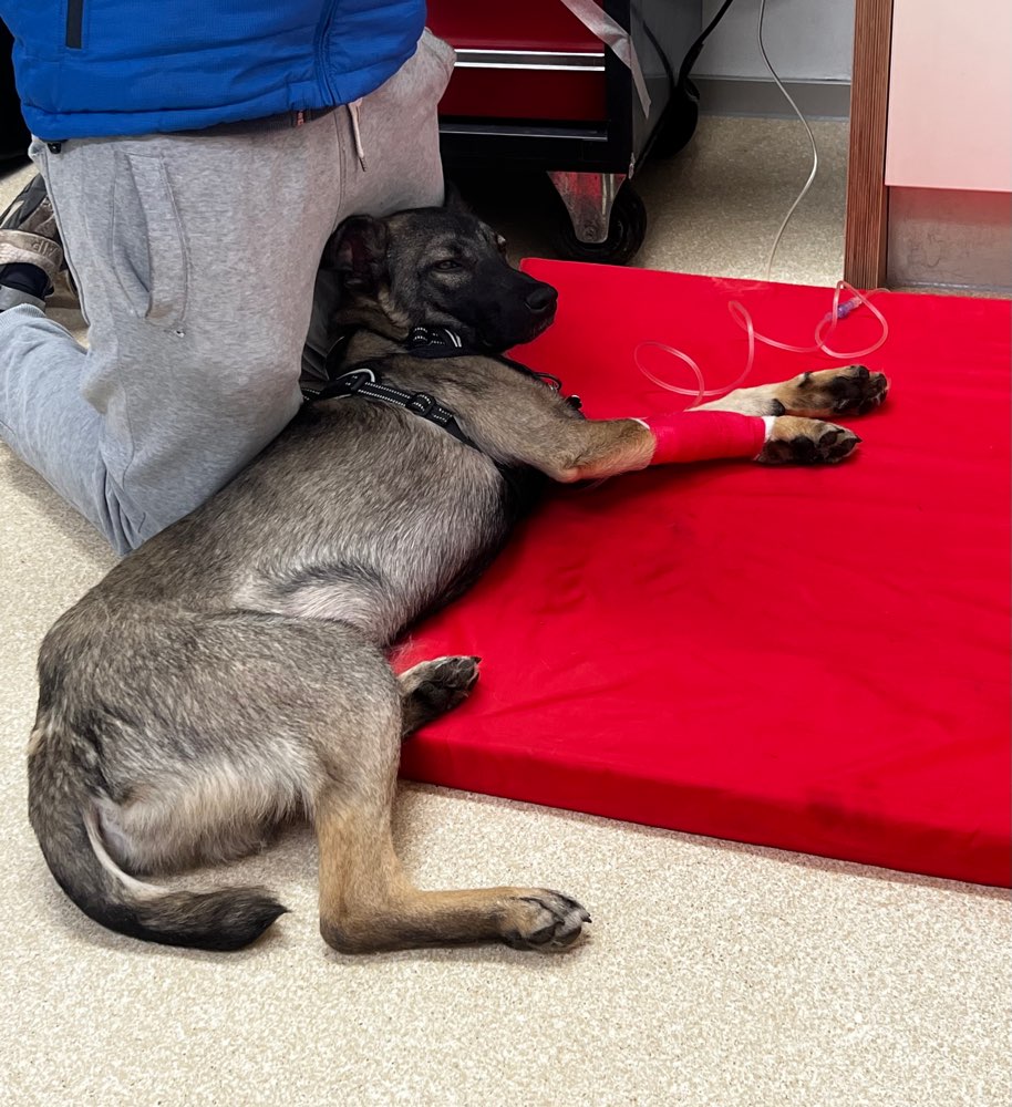 Giftköder-Giftköder-Profilbild