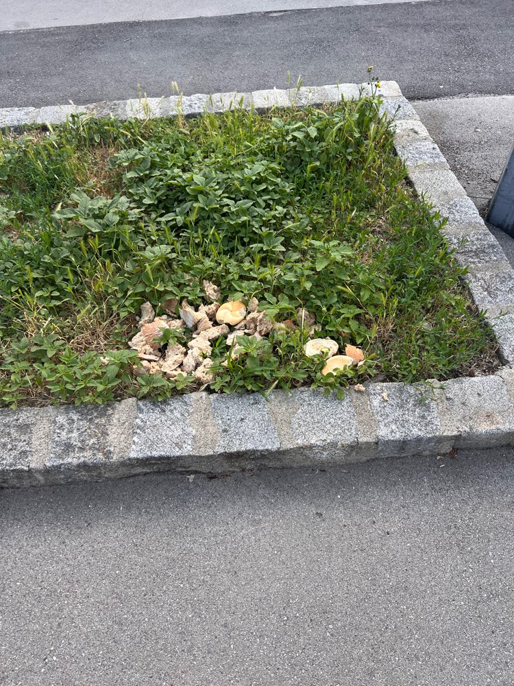 Giftköder-Jeden Tag verschimmeltes Brot-Profilbild