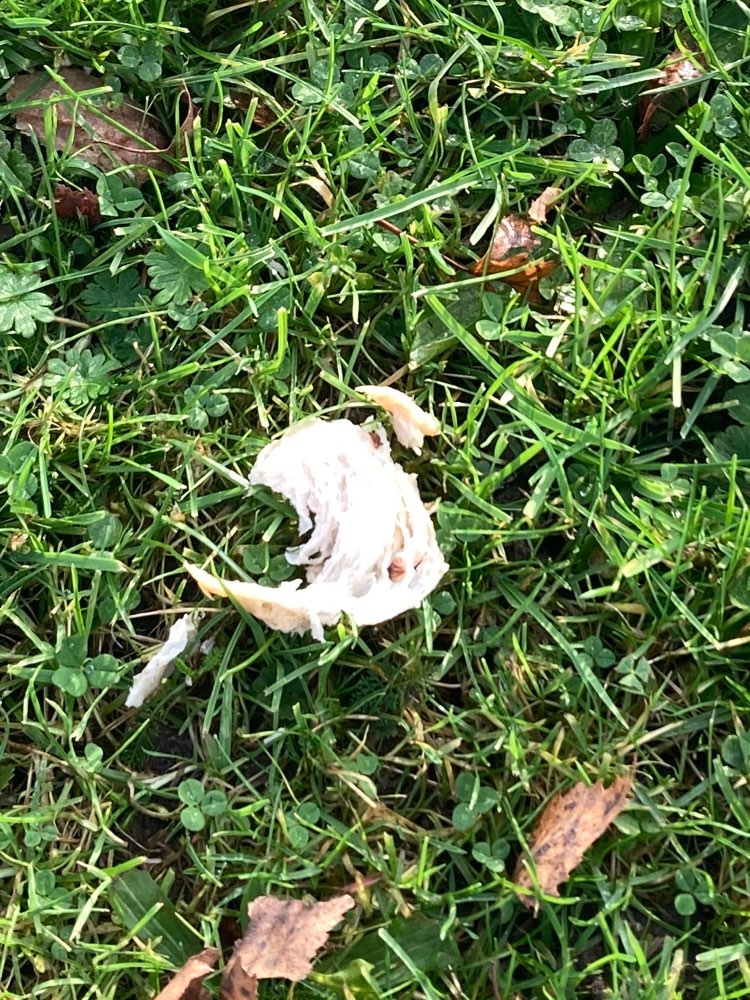 Giftköder-Unbekannte Brotkrümel-Profilbild
