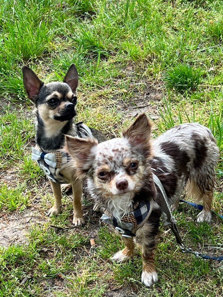 Hundetreffen-Chihuahua Treffen in Mörfelden-Walldorf-Profilbild