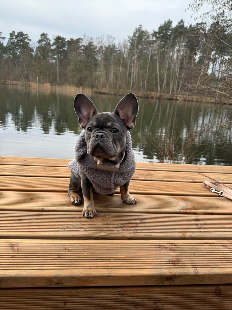 Hundetreffen-Bully sucht Spiel- und Gassikumpel🐶-Profilbild