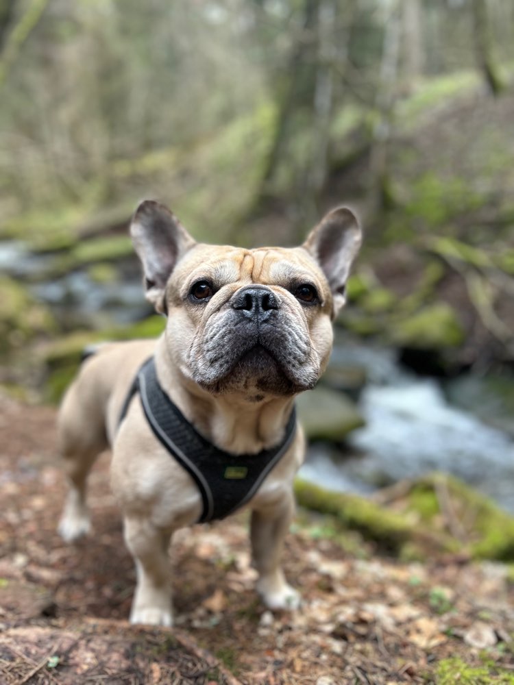 Hundetreffen-Spazieren-Profilbild