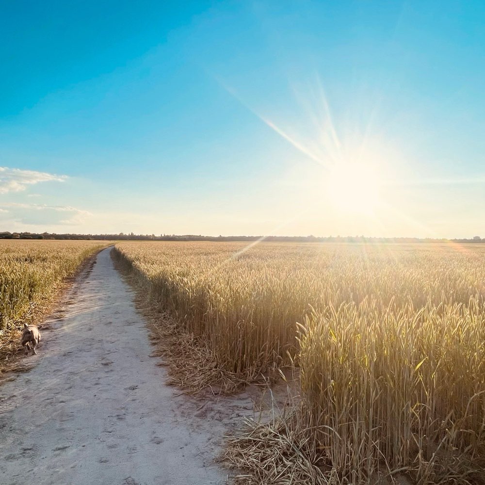 Hundetreffen-Mount Ziethen-Profilbild