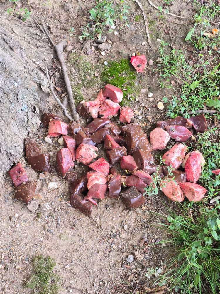 Giftköder-Giftköder-Profilbild