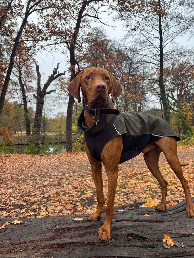 Hundetreffen-Suche Mantrailing-Partner*innen-Profilbild