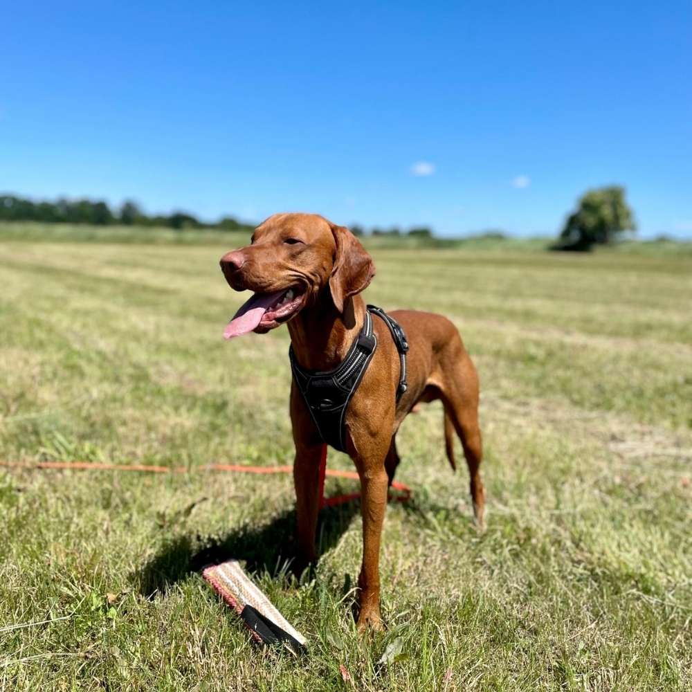 Hundetreffen-Aktiver Vizsla Rüde sucht Freunde zum spielen-Profilbild