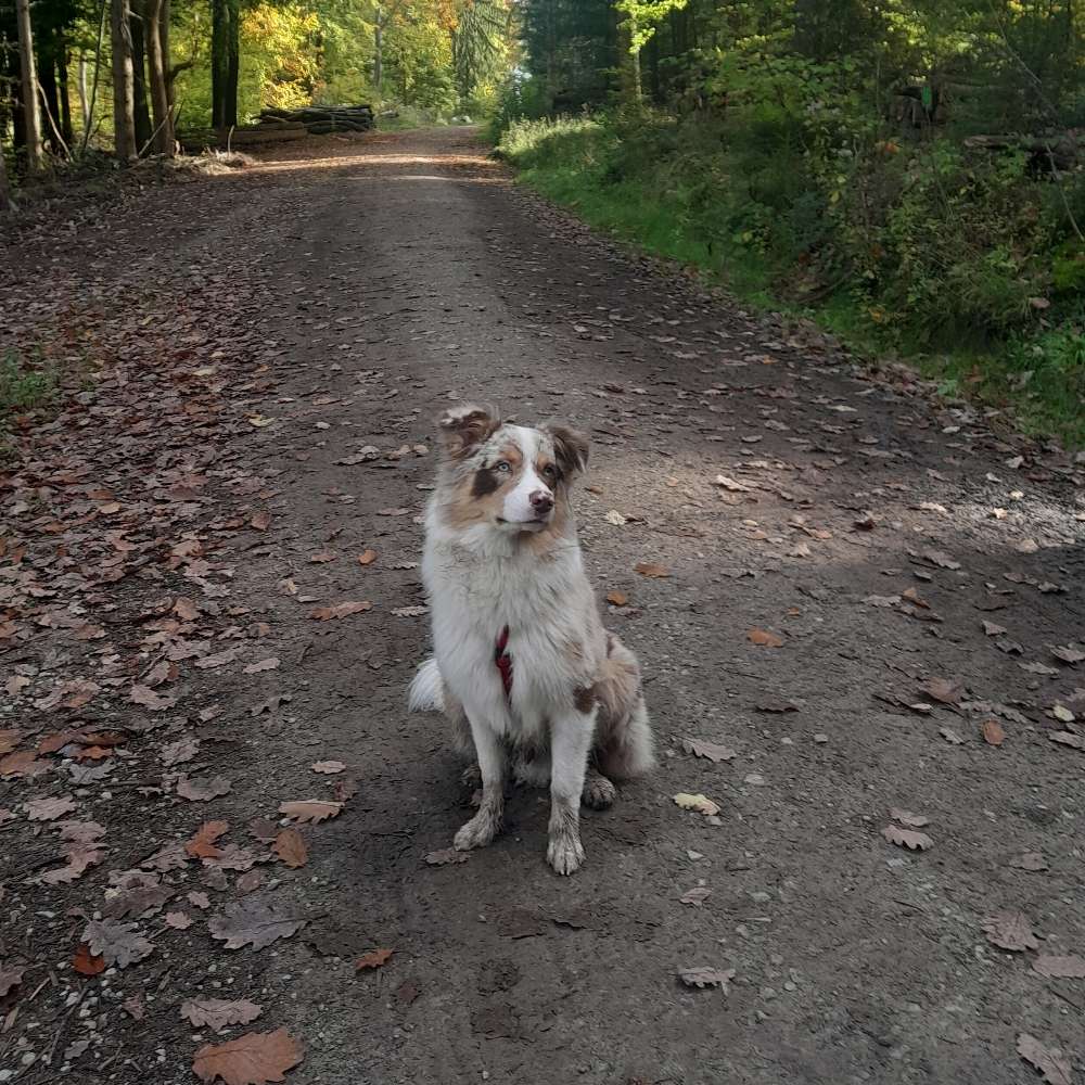 Hundetreffen-Spiel und Gassi Runden-Profilbild