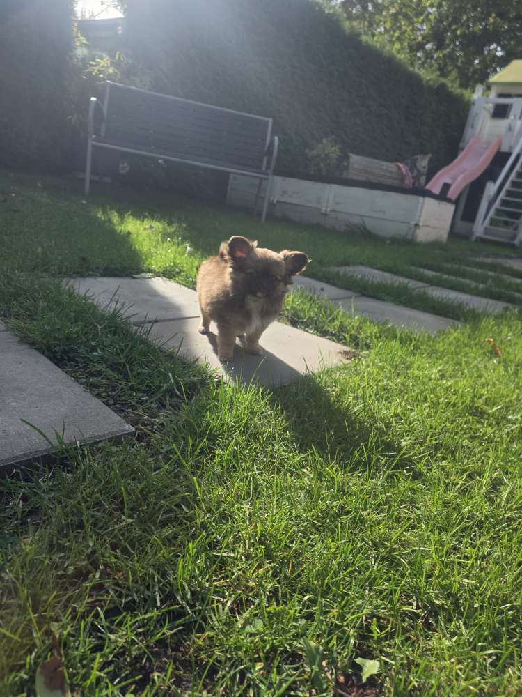 Hundetreffen-Spielpartner gesucht.-Profilbild