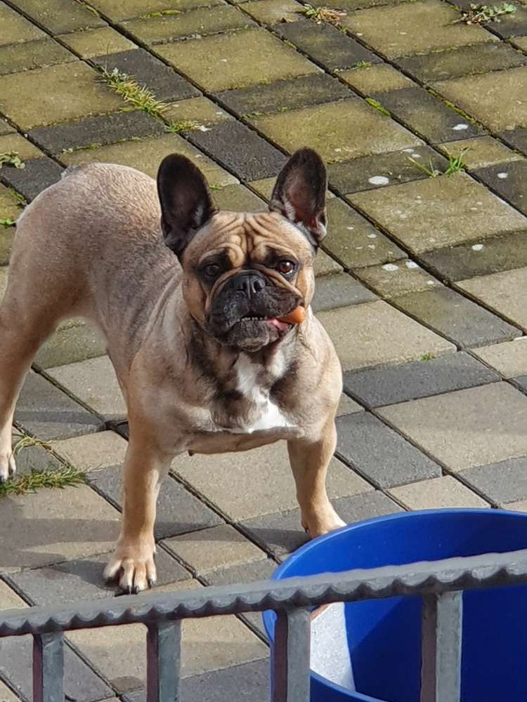 Hundetreffen-Senta sucht immer neue Freunde-Profilbild