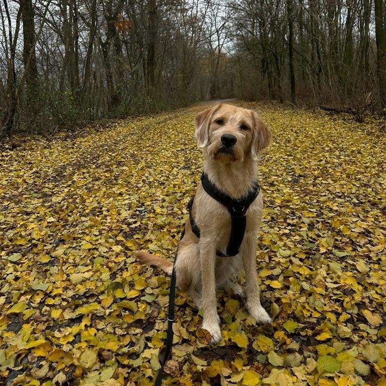Hundetreffen-Spazieren gehen und zusammen spielen-Profilbild