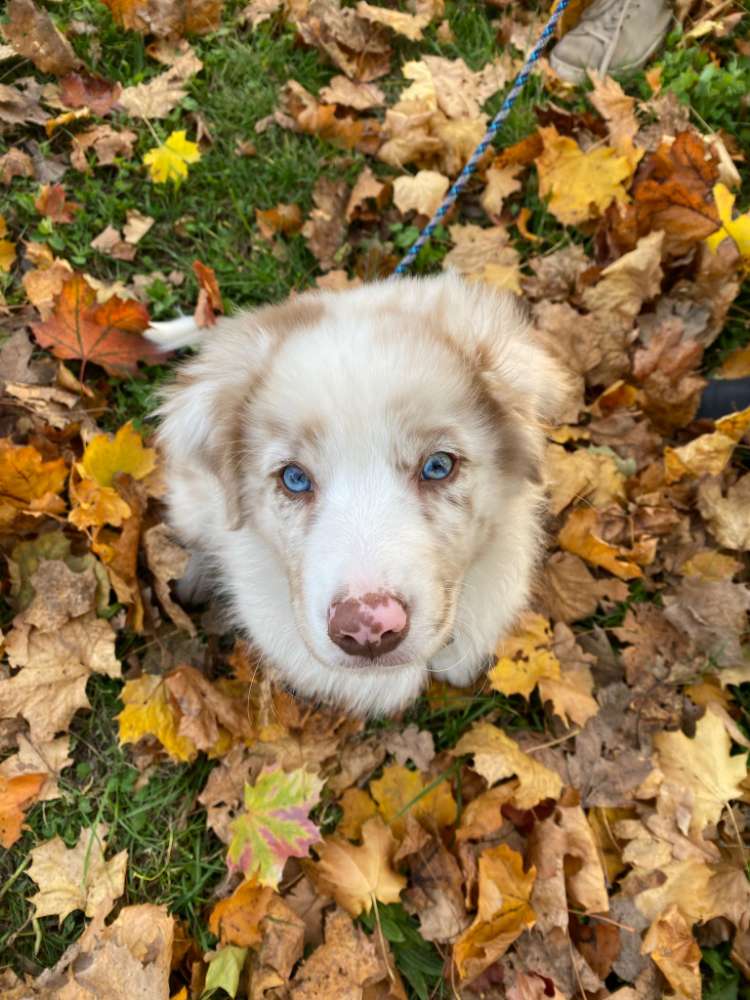 Hundetreffen-Hundetreffen im Großen Garten-Profilbild