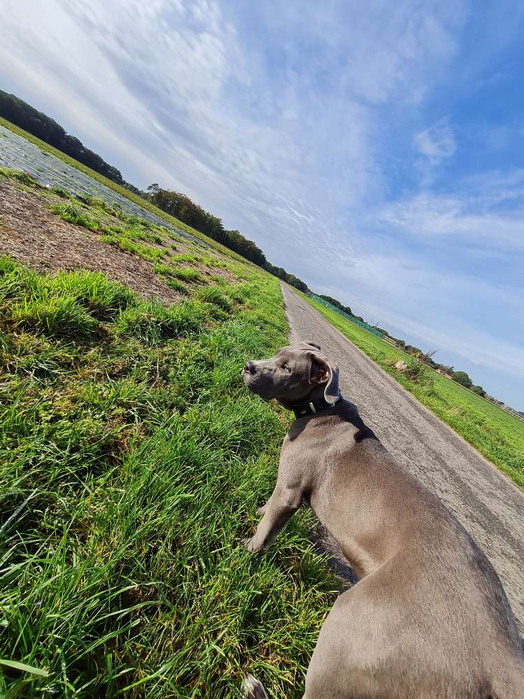 Hundetreffen-Spieldate / Sozialisierung 🐶🫶🏼-Profilbild