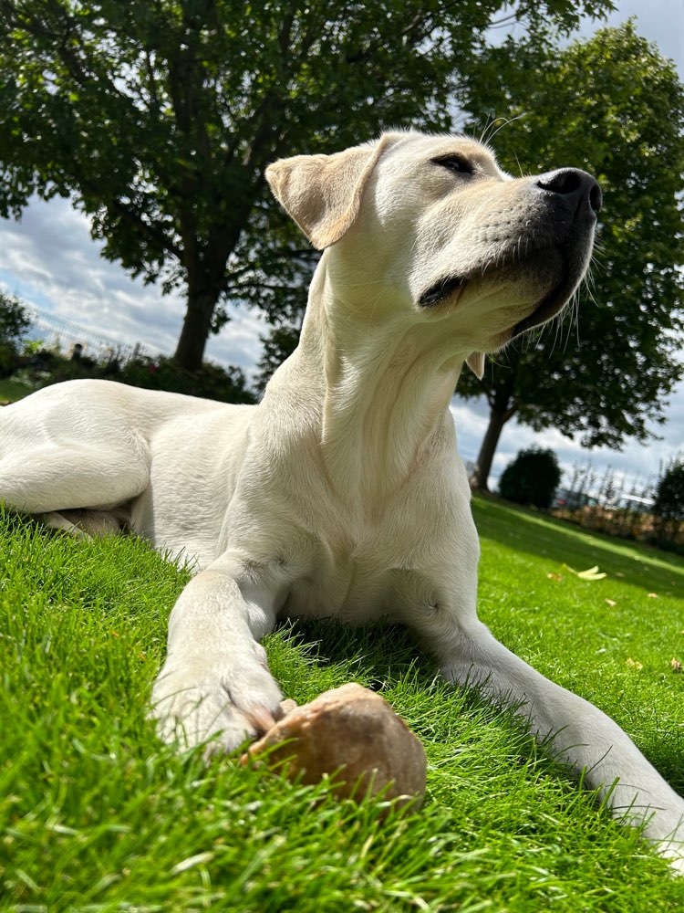 Hundetreffen-Wanderungen und Playdates-Profilbild