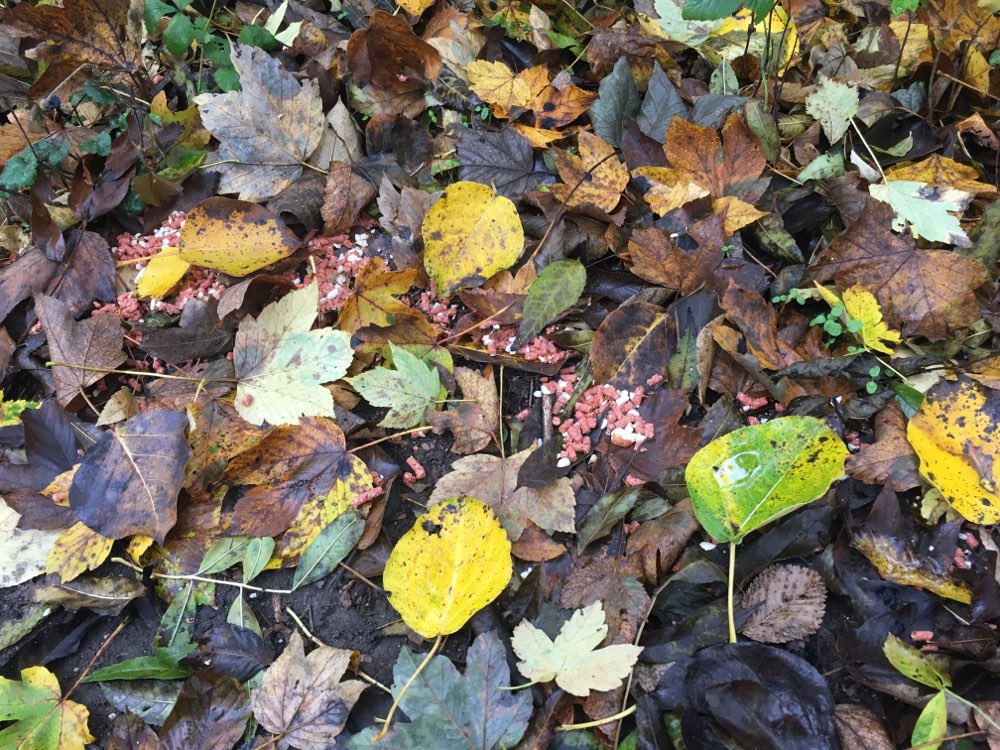 Giftköder-Giftköder-Profilbild