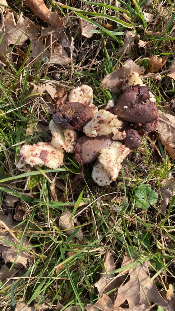 Giftköder-Nicht definierbare Objekte-Profilbild