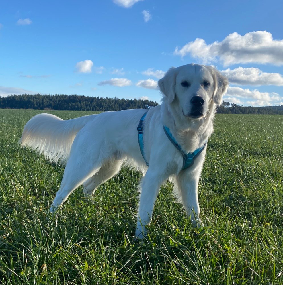 Hundetreffen-Social Walk / Hundebegegnungen / Freilauf-Profilbild