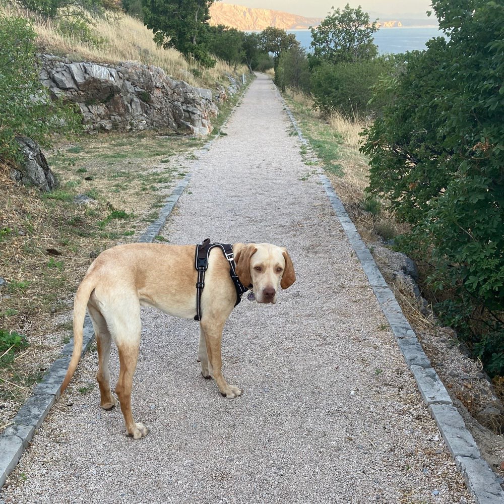 Hundetreffen-Junghunde Wald Spaziergang-Profilbild