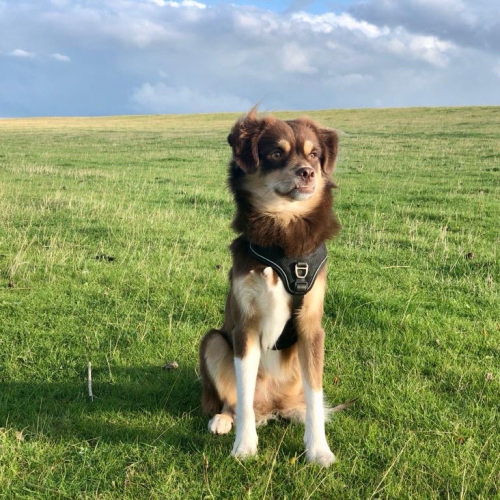 Hundetreffen-Gassirunden, gemeinsames Spielen und Trainieren-Profilbild