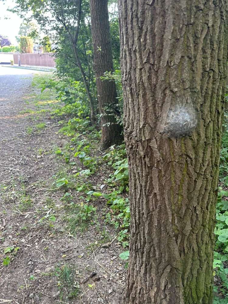 Giftköder-Eichenprozessionsspinner-Profilbild