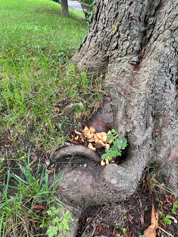 Giftköder-Möglicher Giftköder-Profilbild