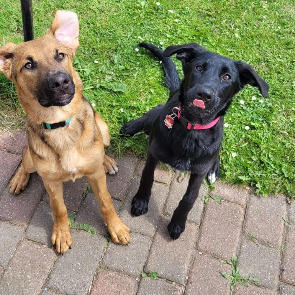 Hundetreffen-Gassi u. Hundespielrunde-Profilbild