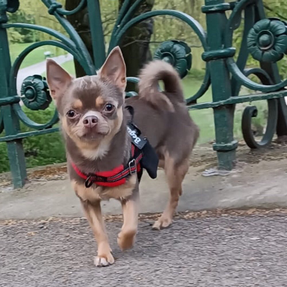 Hundetreffen-Treffen zum Spielen, spazieren, Training-Profilbild