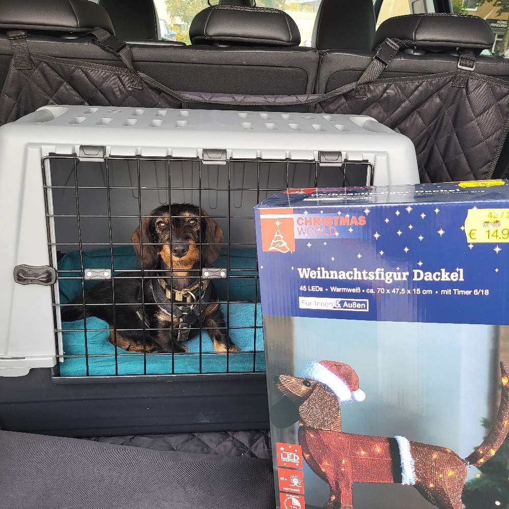 Hundetreffen-Junge Dackelline geb 06/25 sucht Spielpartner-Profilbild